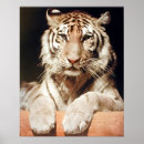 Recherche de felix le chat posters Blanc