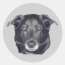 Search for black labrador stickers Retriever