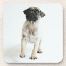 Recherche de carlins mignons dessous de verres Chiot