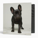 Search for french bulldog binders Photography