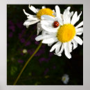 Search for ladybug posters Daisies