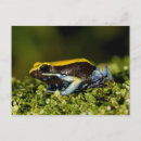 Search for vertebrates postcards Frog