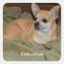 Search for tiny animal stickers Mammal