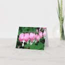 Search for dicentra Gardening