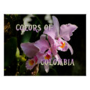 Recherche de cattleya orchids posters Orchidées