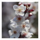 Recherche de fleurs de cerisier blanches posters Nature