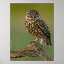 Recherche de oeil de hibou Oiseau