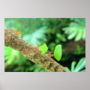 Search for ant posters Nature