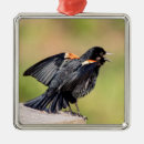 Search for blackbird ornaments Wildlife