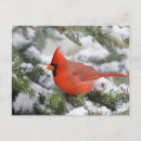 Search for fir tree postcards Bird