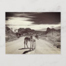 Search for wild donkeys postcards Animal