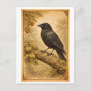 Search for crows postcards Antique