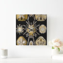 Recherche de dollars de sable horloges Coquillages