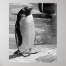 Search for black and white penguin posters Cute