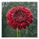 Search for vibrant flowers posters Photography
