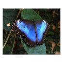Search for morpho art Butterfly