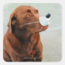 Search for nose stickers Humour