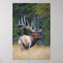Search for bull elk posters Canada
