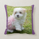 Search for poodle pillows Cute puppy