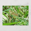 Recherche de araignées cartes postales Animal