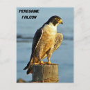 Recherche de pèlerin cartes postales Oiseau