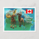 Search for cute moose postcards Elk