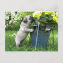 Search for funny pug postcards Cool