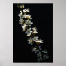 Search for hawthorn posters Black