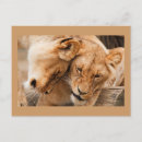 Recherche de deux lions cartes postales Animal