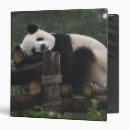 Search for bamboo binders China