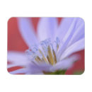 Search for perennials magnets Nobody