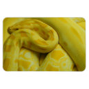 Recherche de python magnets Reptile