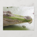 Search for crocodile postcards Africa