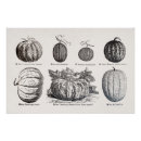 Recherche de melone posters Pour tous