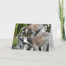 Search for lemur cards Primates