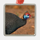 Search for guinea fowl decor Africa