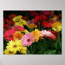 Recherche de marguerite de gerbera posters Printemps