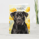 Search for get better soon cards Dogs