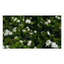 Search for jasmine flowers art White