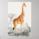 Search for vintage giraffe posters Nature