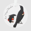 Search for blackbird ornaments Nature