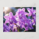 Search for wild orchid postcards Purple