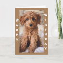 Recherche de chiots autres Dog