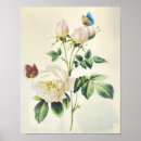 Search for redoute posters Butterfly