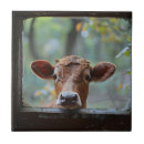 Recherche de vaches carreaux Vache laitière