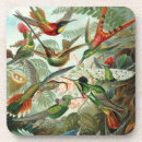 Recherche de plumes bar Colibris