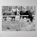 Search for black and white horse art Horses