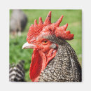 Search for rooster photography Bird