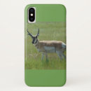 Search for antelopes iphone cases Pronghorn antelope