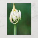 Search for agapanthus postcards African lily